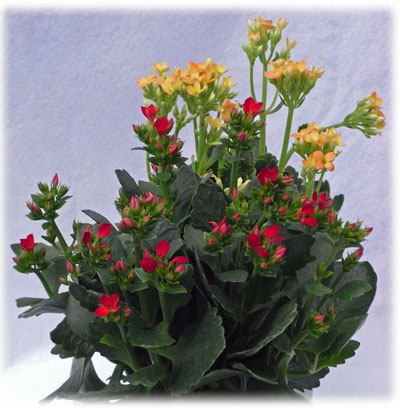 �J�����R�G