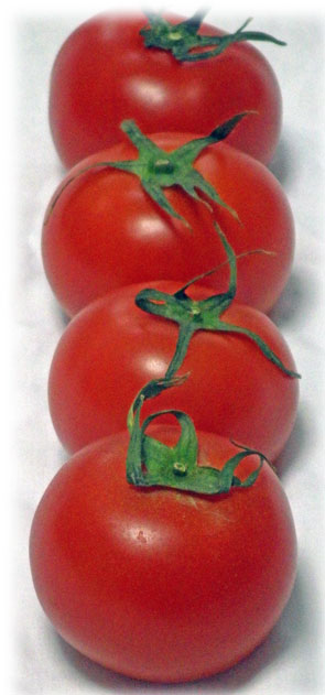 和洋食材最適健康トマト　Healthy tomatoes